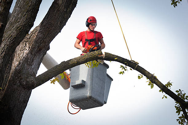 The Steps Involved in Our Tree Care Process in Lorenz Park, NY